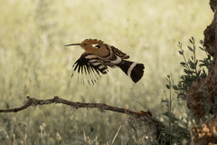 Hop-Eurasian-hoopoe-Wiedehopf-Upupa-epops-Spanje-Spain-Spanien