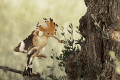 Hop-Eurasian-hoopoe-Wiedehopf-Upupa-epops-Spanje-Spain-Spanien