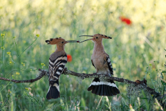 Hop-Eurasian-hoopoe-Wiedehopf-Upupa-epops-Spanje-Spain-Spanien