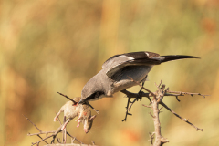 Iberische-klapekster-Iberian-grey-shrike-Iberienraubwurger-Lanius-meridionalis-Spanje-Spain-Spanien