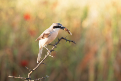 Iberische-klapekster-Iberian-grey-shrike-Iberienraubwurger-Lanius-meridionalis-Spanje-Spain-Spanien