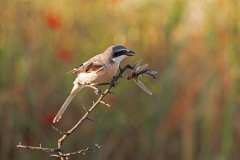 Iberische-klapekster-Iberian-grey-shrike-Iberienraubwurger-Lanius-meridionalis-Spanje-Spain-Spanien