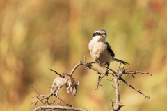 Iberische-klapekster-Iberian-grey-shrike-Iberienraubwurger-Lanius-meridionalis-Spanje-Spain-Spanien