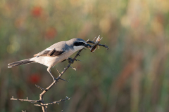 Iberische-klapekster-Iberian-grey-shrike-Iberienraubwurger-Lanius-meridionalis-Spanje-Spain-Spanien