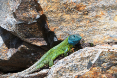 Iberische-smaragdhagedis-Iberian-emerald-lizard-Iberische-Smaragdeidechse-Lacerta-schreiberi-Spanje-Spain-Spanien