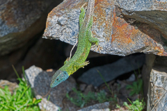 Iberische-smaragdhagedis-Iberian-emerald-lizard-Iberische-Smaragdeidechse-Lacerta-schreiberi-Spanje-Spain-Spanien