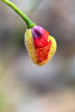 Klaproos-Poppy-Mohn-Papaver -Spanje-Spain-Spanien