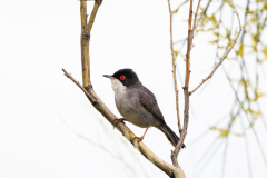 Kleine-zwartkop-Sardinian-warbler-Samtkopf-Grasmucke-Sylvia-melanocephala -Spanje-Spain-Spanien