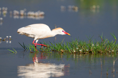 Koereiger-Western-cattle-egret-Kuhreiher-Bubulcus-ibis-Spanje-Spain-Spanien