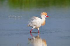 Koereiger-Western-cattle-egret-Kuhreiher-Bubulcus-ibis-Spanje-Spain-Spanien