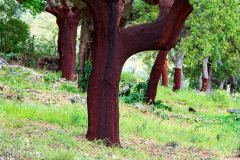 Kurkeik-Cork-oak-Korkeiche-Quercus-suber-Spanje-Spain-Spanien