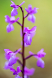 Mannetjesorchis-Early-purple-orchid-Mannliche-Knabenkraut-Orchis-mascula-Spanje-Spain-Spanien