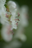 Meidoorn-Hawthorn-Weißdorne-Crataegus -Spanje-Spain-Spanien