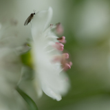 Meidoorn-Hawthorn-Weißdorne-Crataegus -Spanje-Spain-Spanien