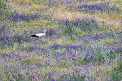 Ooievaar-White stork-Weißstorch-Ciconia ciconia Extremadura Spain Wildflower meadow -Spanje-Spain-Spanien