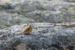 Ortolaan-Ortolan-bunting-Ortolan-Emberiza-hortulana-Spanje-Spain-Spanien