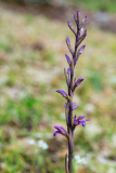 Paarse-aspergesorchis-Violet-birds-nest-orchid-Violette-Dingel-Limodorum-abortivum-Spanje-Spain-Spanien