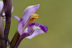 Paarse-aspergesorchis-Violet-birds-nest-orchid-Violette-Dingel-Limodorum-abortivum-Spanje-Spain-Spanien