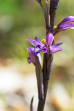 Paarse-aspergesorchis-Violet-birds-nest-orchid-Violette-Dingel-Limodorum-abortivum-Spanje-Spain-Spanien