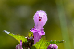 Paarse-dovenetel-Lamium-purpureum-Spanje-Spain-Spanien