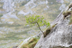 Picos-de-Europa-Spanje-Spain-Spanien