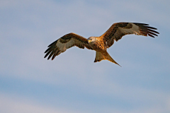 Rode-wouw-Red-kite-Rotmilan-Milvus-milvus-Spanje-Spain-Spanien