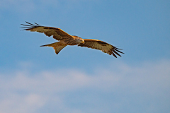 Rode-wouw-Red-kite-Rotmilan-Milvus-milvus-Spanje-Spain-Spanien
