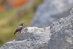 Rotskruiper-Wallcreeper-Mauerlaufer-Tichodroma-muraria-Spanje-Spain-Spanien