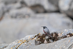Rotskruiper-Wallcreeper-Mauerlaufer-Tichodroma-muraria