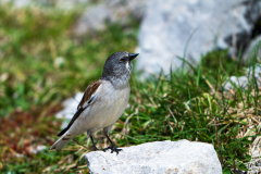 Sneeuwvink-white-winged-snowfinch-Schneesperling-Montifringilla-nivalis-Spanje-Spain-Spanien