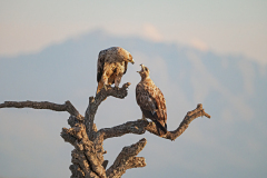 Spaanse-keizerarend-3e-jaar-Spanish-imperial-eagle-3e-year-Iberienadler-3e-jahre-Aquila-adalberti-Spanje-Spain-Spanien