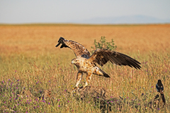 Spaanse-keizerarend-3e-jaar-Spanish-imperial-eagle-3e-year-Iberienadler-3e-jahre-Aquila-adalberti-Spanje-Spain-Spanien