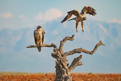 Spaanse-keizerarend-3e-jaar-Spanish-imperial-eagle-3e-year-Iberienadler-3e-jahre-Aquila-adalberti-Spanje-Spain-Spanien