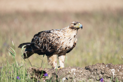 Spaanse-keizerarend-3e-jaar-Spanish-imperial-eagle-3e-year-Iberienadler-3e-jahre-Aquila-adalberti-Spanje-Spain-Spanien