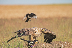 Spaanse-keizerarend-3e-jaar-Spanish-imperial-eagle-3e-year-Iberienadler-3e-jahre-Aquila-adalberti-Spanje-Spain-Spanien