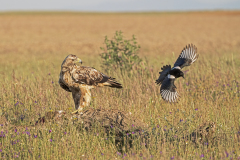 Spaanse-keizerarend-Spanish-imperial-eagle-Iberienadler-Aquila-adalberti-en-Ekster-and-Magpie-und-Elster-Spanje-Spain-Spanien
