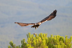 Spaanse-keizerarend-adult-man-Spanish-imperial-eagle-adult-male-Iberienadler-erwachsener-Mann-Aquila-adalberti-Spanje-Spain-Spanien