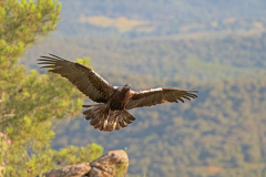 Spaanse-keizerarend-adult-man-Spanish-imperial-eagle-adult-male-Iberienadler-erwachsener-Mann-Aquila-adalberti-Spanje-Spain-Spanien