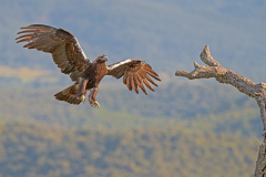 Spaanse-keizerarend-adult-man-Spanish-imperial-eagle-adult-male-Iberienadler-erwachsener-Mann-Aquila-adalberti-Spanje-Spain-Spanien