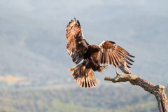 Spaanse-keizerarend-adult-man-Spanish-imperial-eagle-adult-male-Iberienadler-erwachsener-Mann-Aquila-adalberti-Spanje-Spain-Spanien