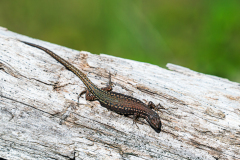 Spaanse-muurhagedis-Iberian-wall-lizard-Spanische-Mauereidechse-Podarcis-hispanicus-Spanje-Spain-Spanien