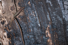 Spaanse muurhagedis-Iberian wall lizard-Spanische Mauereidechse-Podarcis-hispanicus-Spanje-Spain-Spanien
