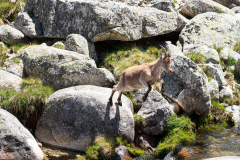 Gredos-steenbok-Iberian-ibex-Iberiensteinbock-Capra-pyrenaica-Spanje-Spain-Spanien
