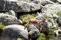 Gredos-steenbok-Iberian-ibex-Iberiensteinbock-Capra-pyrenaica-Spanje-Spain-Spanien