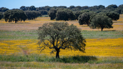 Steeneiken-Holly oak-Steineiche-Quercus ilex Extremadura-Spanje-Spain-Spanien