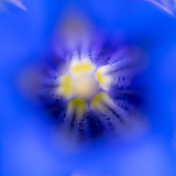Stengelloze gentiaan-Stemless gentian-Kochsche Enzian-Gentiana acaulis-Spanje-Spain-Spanien