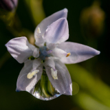 Streephyacint-Mishchenko-Mischtschenko-Blaustern-Scilla mischtschenkoana-Spanje-Spain-Spanien