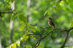 Vink-Eurasian chaffinch-Buchfink-Fringilla coelebs-Spanje-Spain-Spanien