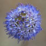 Zandblauwtje-Blue bonnets-Berg Sandglockchen-Jasione montana-Spanje-Spain-Spanien