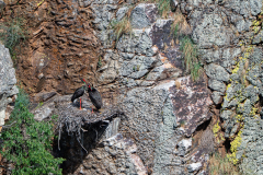 Zwarte-ooievaars-Black stork-Schwarzstorch-Ciconia nigra-Spanje-Spain-Spanien